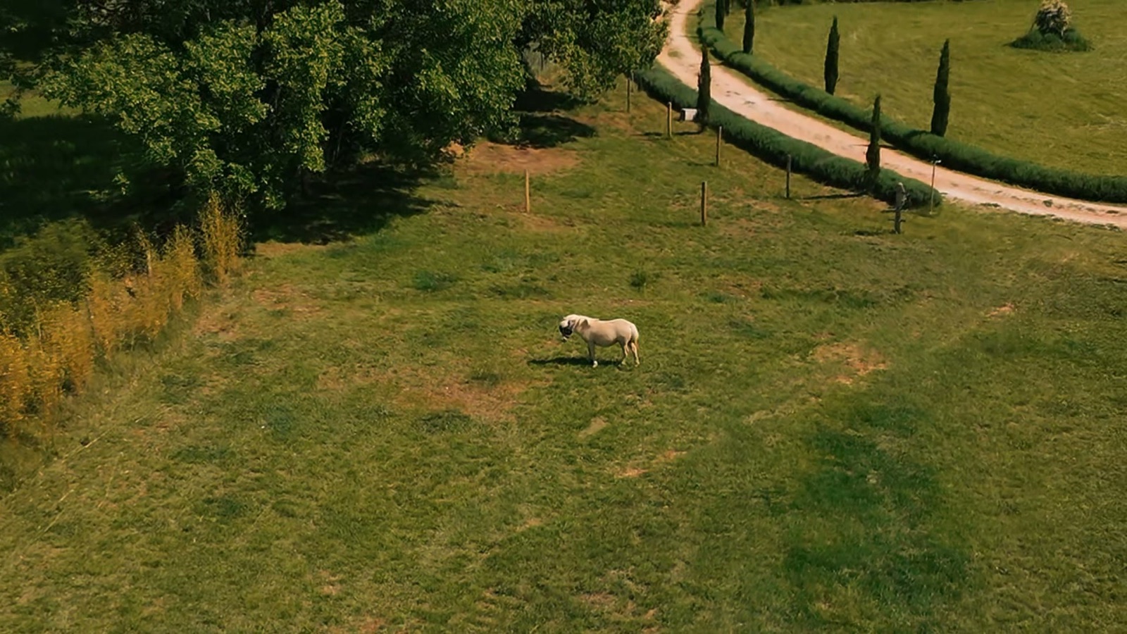 Poney et allée de cyprès