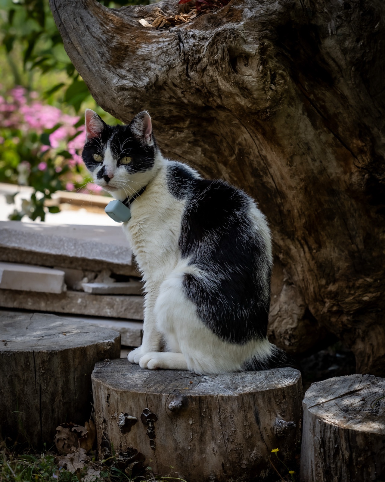 Le chat du mas