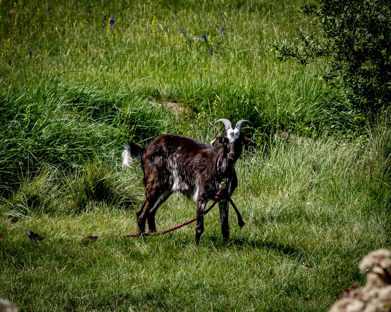 Les animaux du domaine